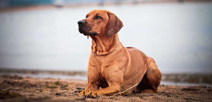 Black Mouth Cur dog lying