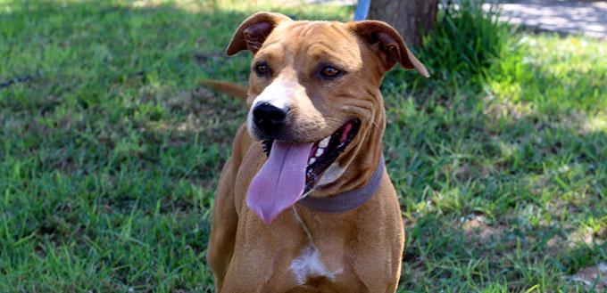 Black Mouth Cur dog