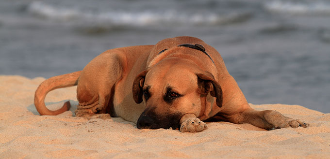 Black Mouth Cur on the beach