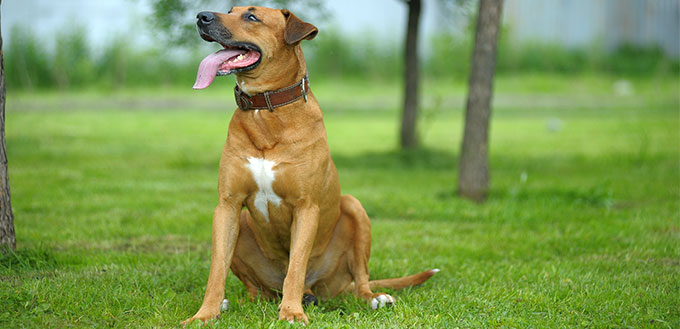 Black Mouth Cur on the grass