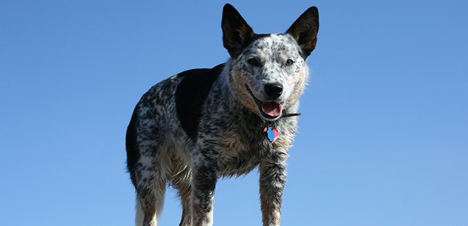 Blue Heeler on Rocks