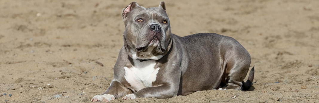 Blue-Nose-Pitbull-Breed-Information,-Characteristics,-and-Facts