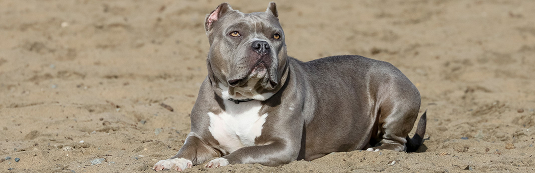 blue pit bulldog