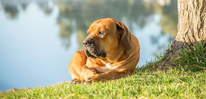 Boerboel