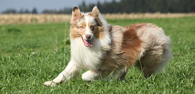 Border Collie Australian Shepherd Mix