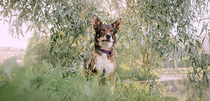 Border Collie German Shepherd Mix