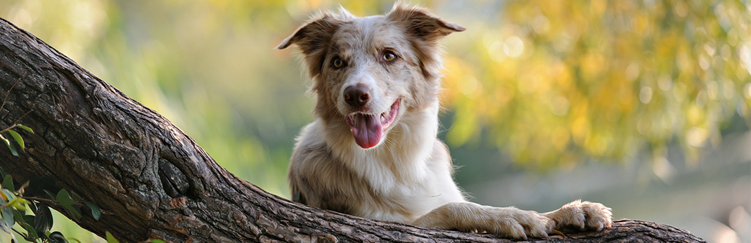 Border Collie Mixes – Unbelievably Charming Collie Cross Breeds