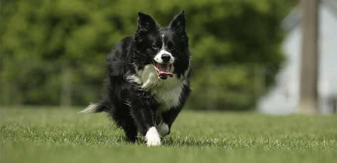 Border Collie Pomeranian Mix