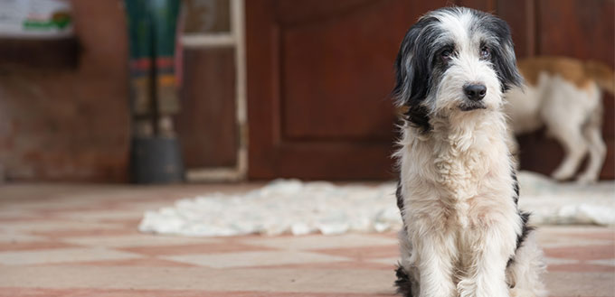 Border Collie and Poodle Mix