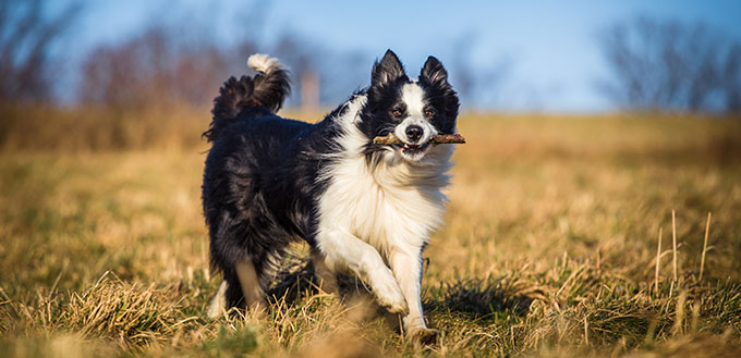 Border collie