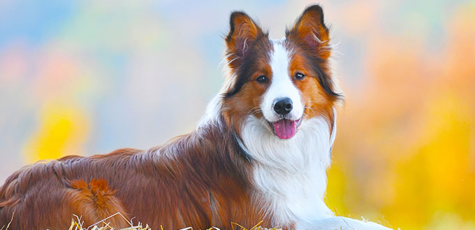 Border collie dog lie on hay in autumn time