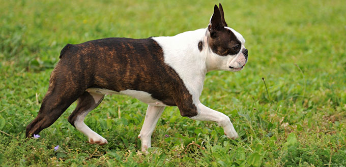 Boston terrier