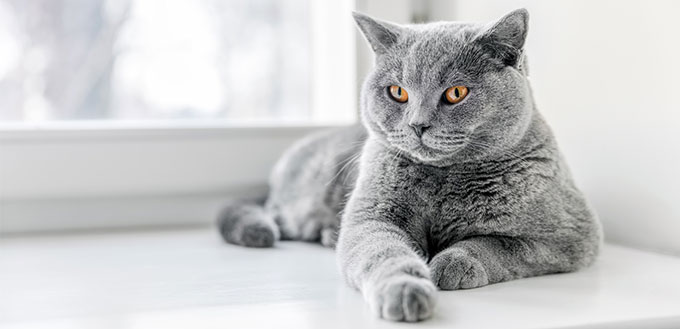 British Shorthair