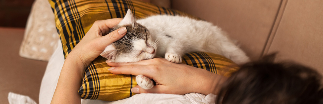 Can Cats Be Emotional Support Animals?