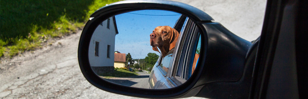Can-Dogs-See-Themselves-in-a-Mirror
