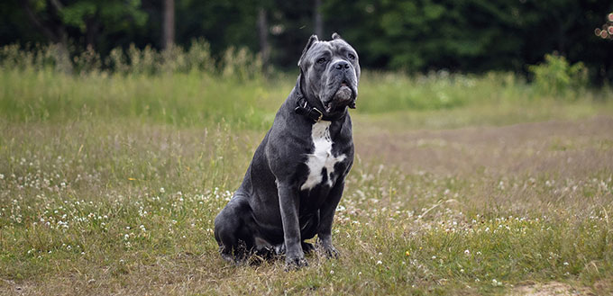 Cane Corso