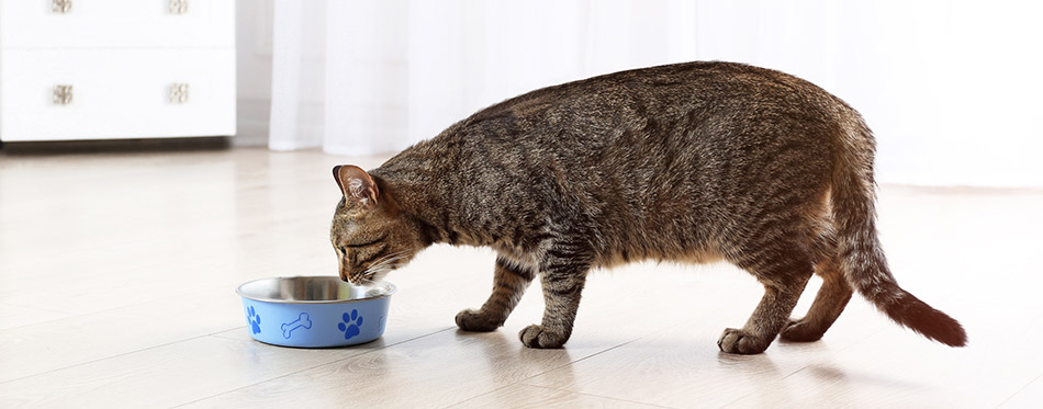 Cat eating fodd from a bowl