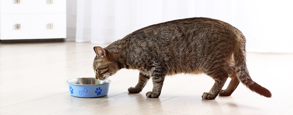 best cat food for ibs