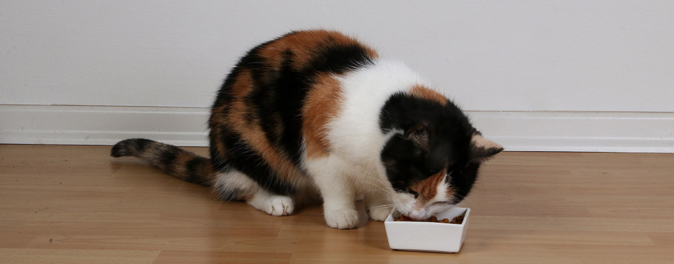 Cat eating food from a bowl