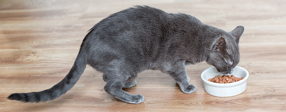 Cat eating wet food from white bowl