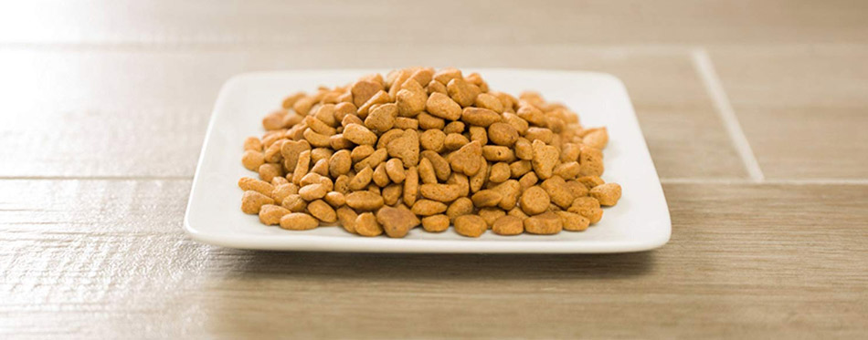 Cat food in a plate