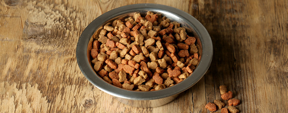 Cat food in bowl