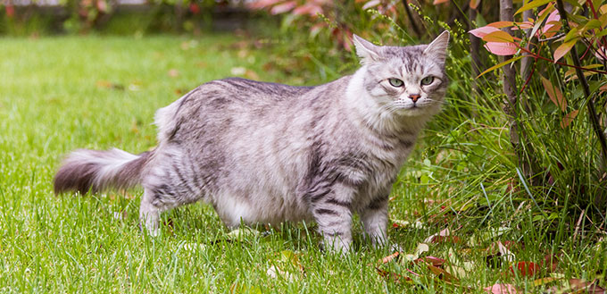 Cat in the garden