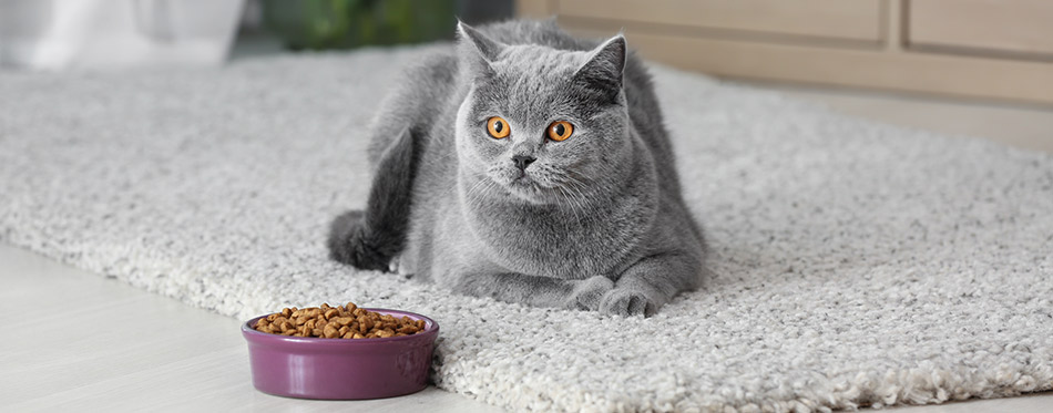 Cat lying near food bowl