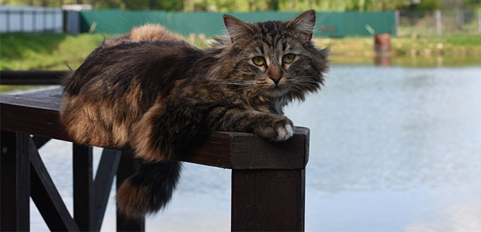 Cat lying next to the pond