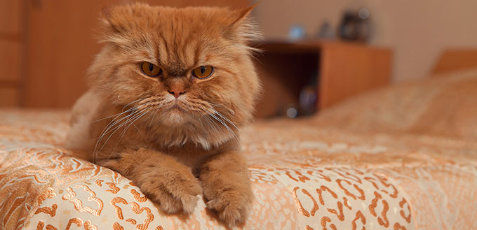 Cat lying on the sofa