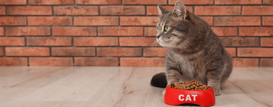 Cat near a food bowl indoors