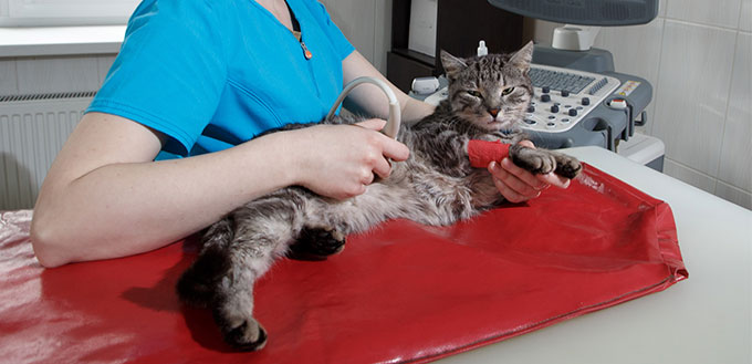 Cat on ultrasound