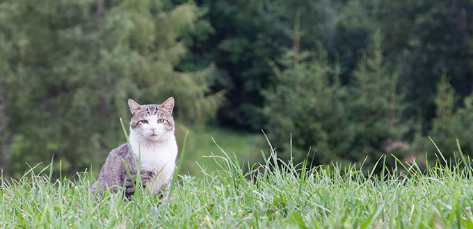 Cat sitting in a large green field