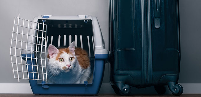 Cat sitting in a travel crate beside a suitcase