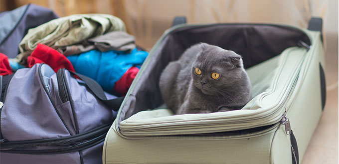 Cat sitting in the suitcase