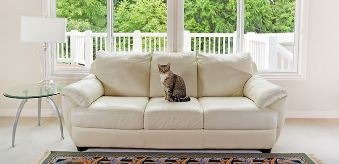 Cat sitting on a sofa