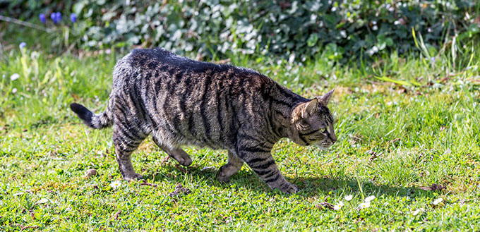 Cat walking on the grass
