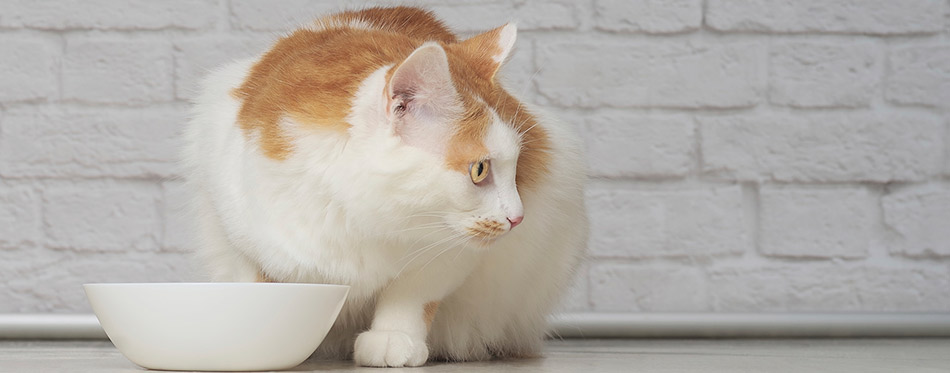 Cat with white food bowl