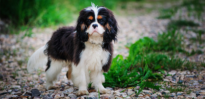 Cavalier King Charles Spaniel