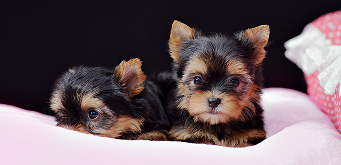 Chorkie puppies