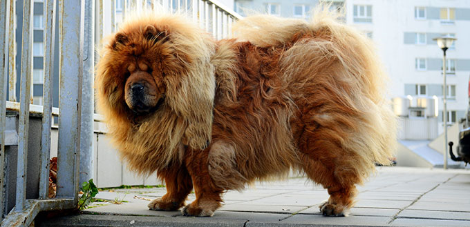 Chow Chow