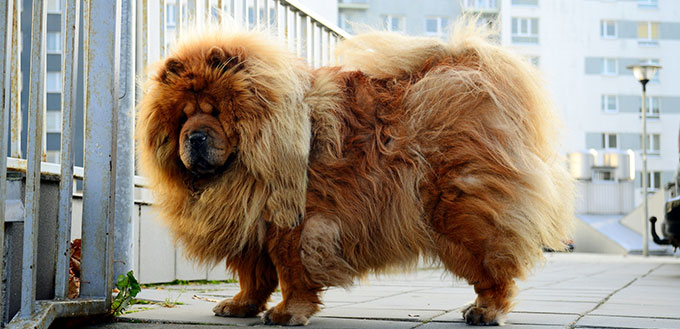 Chow Chow