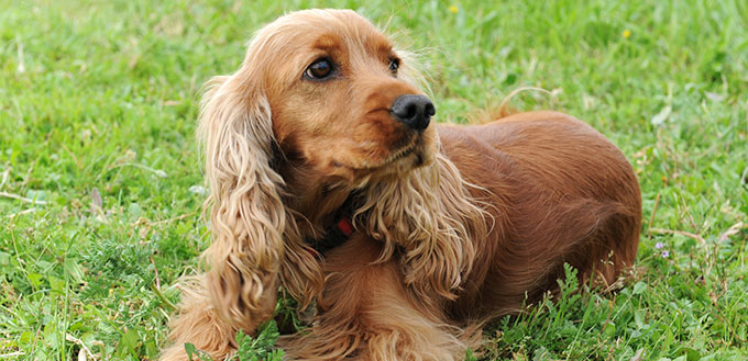 Cocker spaniel