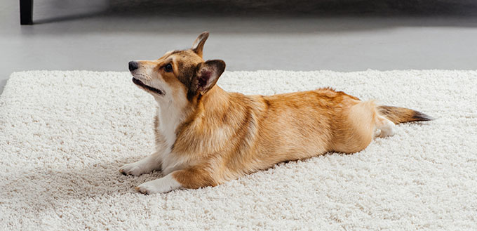 Corgi dog lying on the carpet
