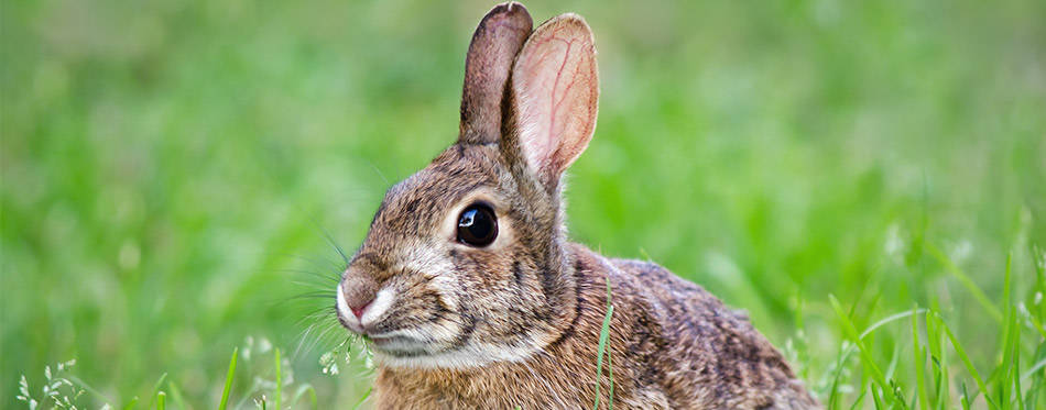 Cottontail bunny rabbit eating grass