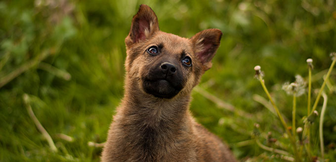 Cute belgian malinois mix puppy posing and playing on the flowery meadow with dandelions