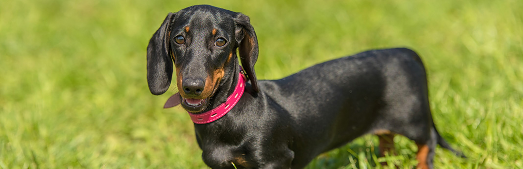 cutest dachshund mixes