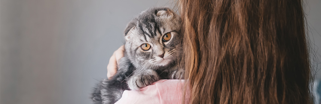 Does cat remember you