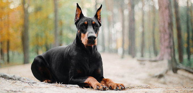 Dobermann Pinscher