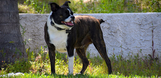 Dog Playing Outside in the Backyard